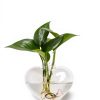 Heart Hanging Glass Vase XXXFLOWER Plant-5
